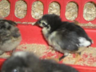 29421_2009_chicks_005.jpg