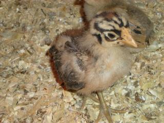 29421_2009_chicks_009.jpg