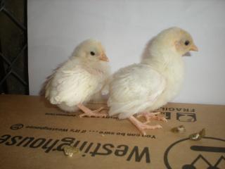 29421_banty_whites.jpg