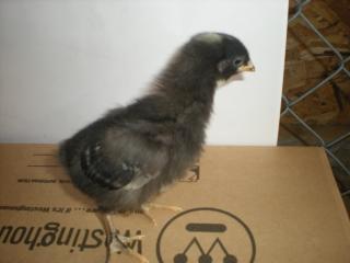 29421_fluffly_1.jpg