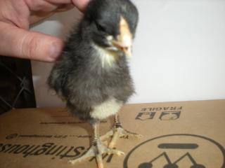 29421_fluffy_front.jpg