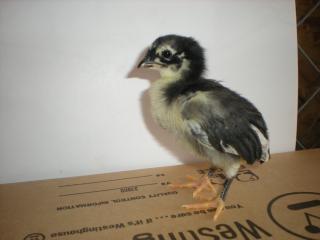 29421_mini_chick_1.jpg
