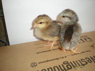 29421_sparrow_pair.jpg