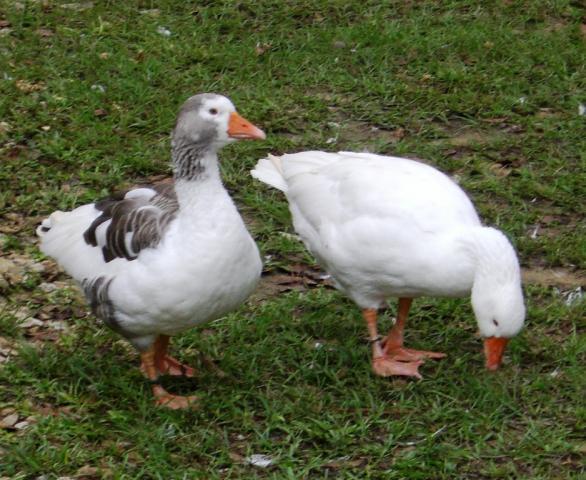 29467_cotton_patch_geese_gracie_george.jpg