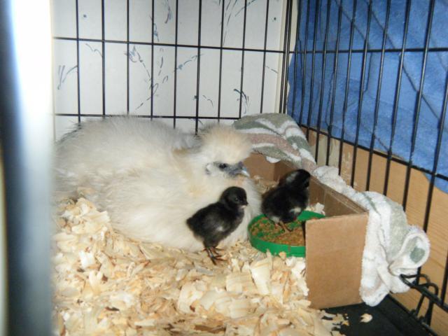 29473_sugar_her_babies_005.jpg
