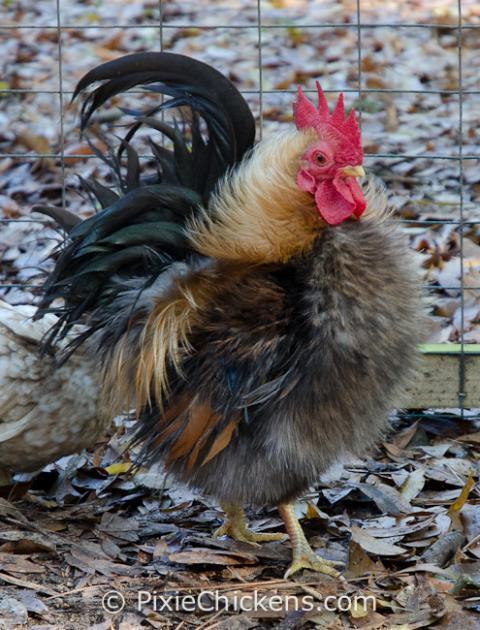 29496_blue_boy_rooster_2.jpg