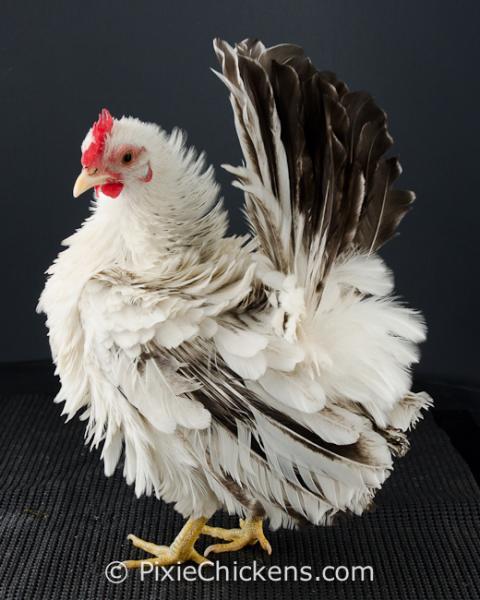 29496_checkers_pullet_1.jpg