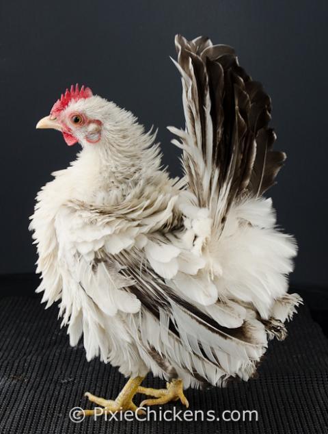 29496_checkers_pullet_2.jpg