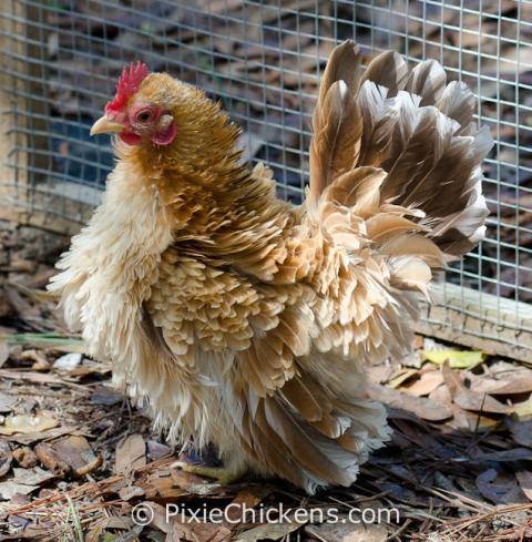 29496_fluffernutter_hen_3.jpg