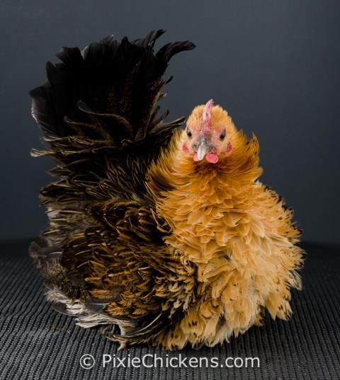29496_goldie_pullet_1.jpg