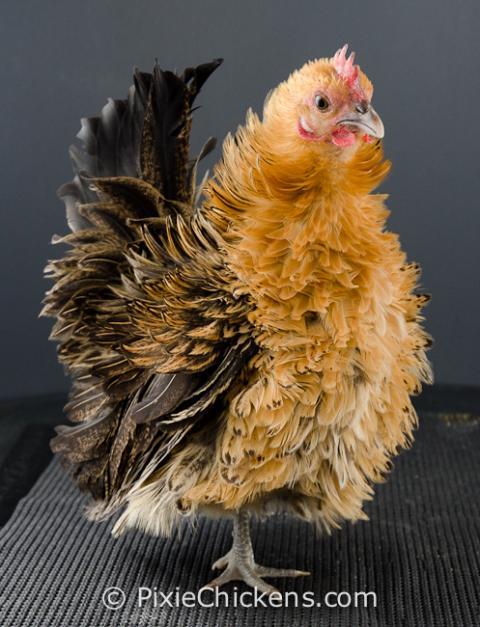 29496_goldie_pullet_2.jpg