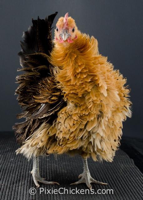 29496_goldie_pullet_3.jpg