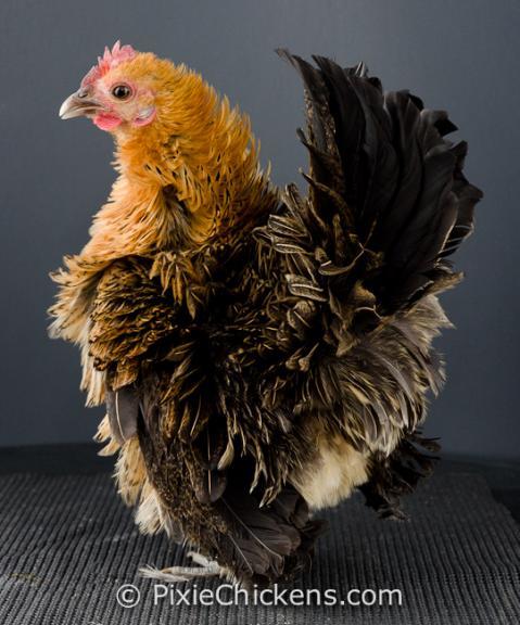 29496_goldie_pullet_4.jpg