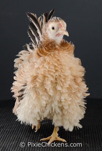 29496_helen_pullet_2.jpg