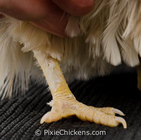 29496_helen_pullet_4.jpg