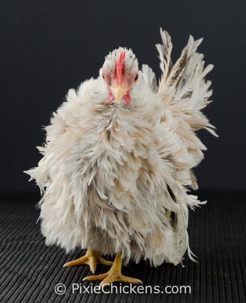 29496_lola_pullet_1.jpg