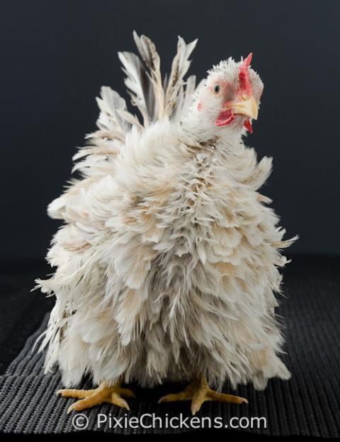 29496_lola_pullet_3.jpg