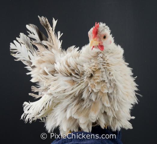29496_lola_pullet_4.jpg