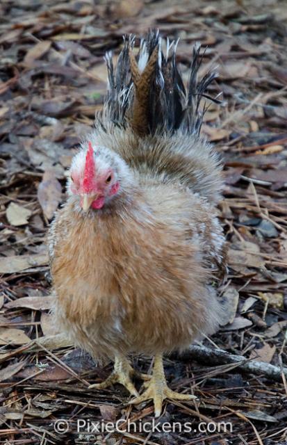 29496_mrs_piggy_hen_2.jpg