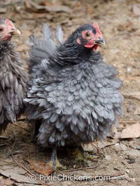 29496_pullet_blue_chocolate_2.jpg