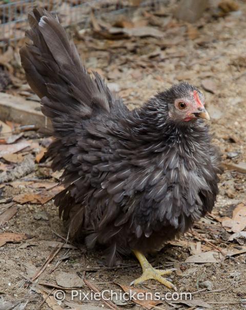 29496_pullet_blue_chocolate_3.jpg
