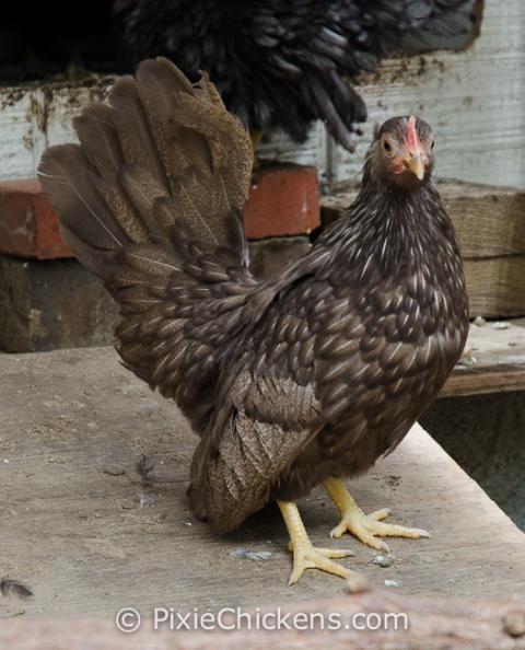 29496_pullet_blue_chocolate_5.jpg