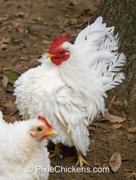 29496_serama_rooster_19.jpg