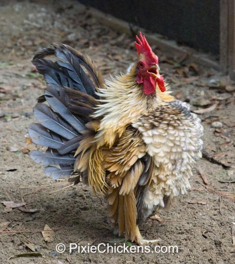 29496_serama_rooster_7.jpg