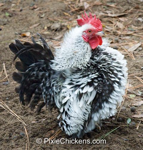 29496_serama_rooster_oreo_1.jpg