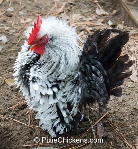 29496_serama_rooster_oreo_2.jpg