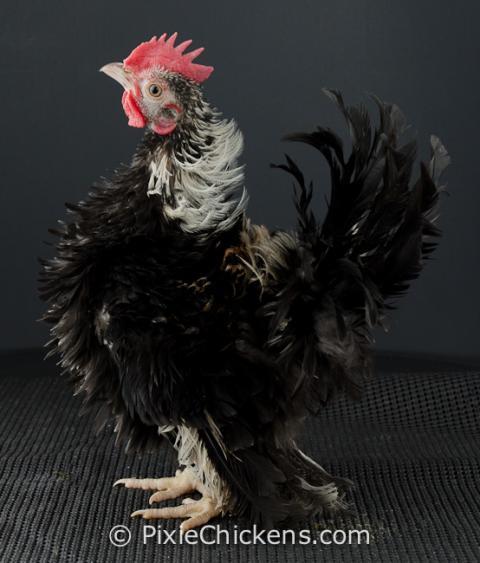 29496_silverado_cockerel_2.jpg
