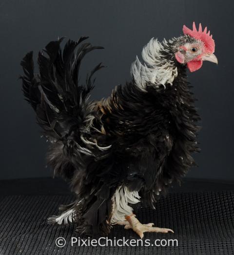 29496_silverado_cockerel_4.jpg