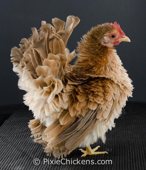 29496_twinkie_pullet_3.jpg