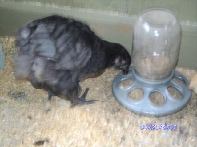 29513_chickiejanelle_002.jpg