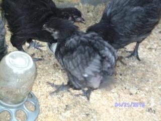 29513_chickiejanelle_009.jpg