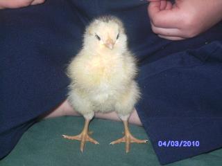 29513_easter_011.jpg