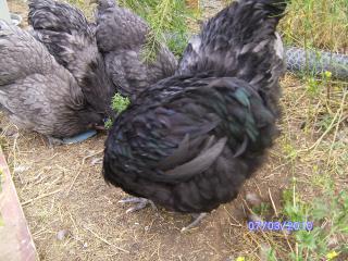 29513_zoo_etc_2010_108.jpg
