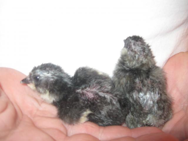 29521_2_new_chicks.jpg