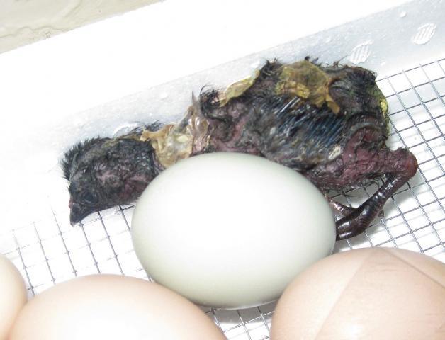 29521_weird_chick.jpg