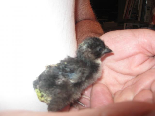 29521_weird_chick_2.jpg