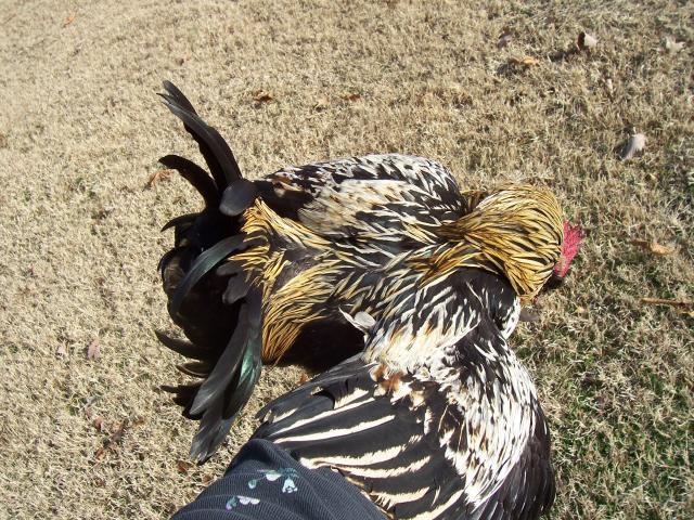 2952_100_8345.jpg
