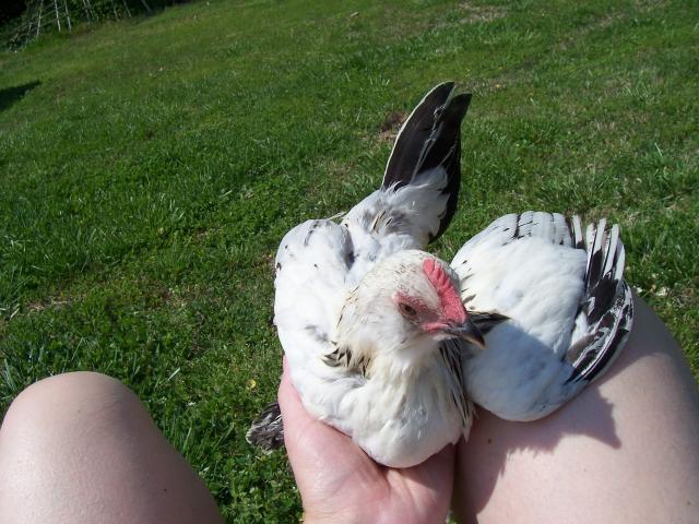 2952_100_89611.jpg
