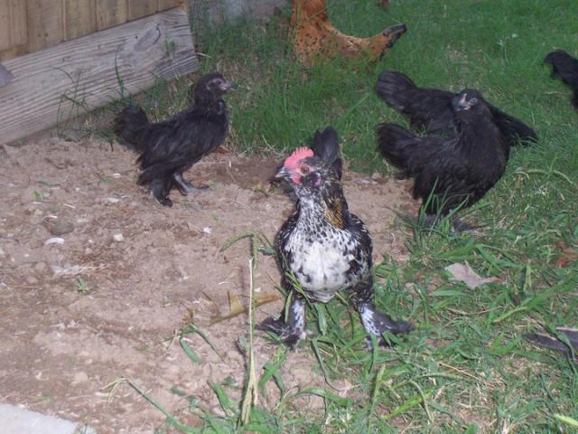 2952_project_birds.jpg