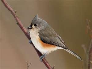 2952_tufted_titmouse.jpg