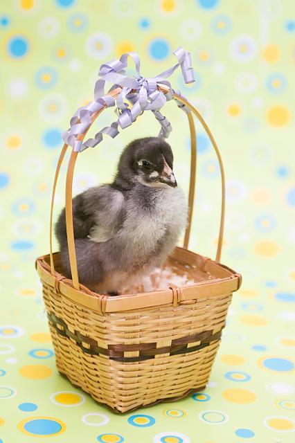 29542_babychicks-1.jpg