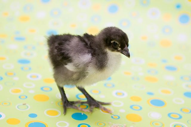 29542_babychicks-3.jpg