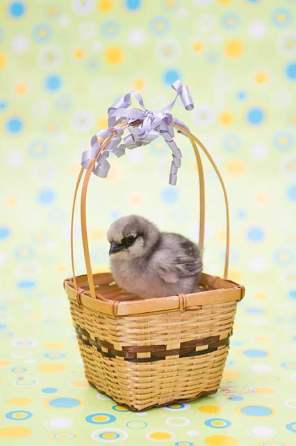 29542_babychicks-4web.jpg