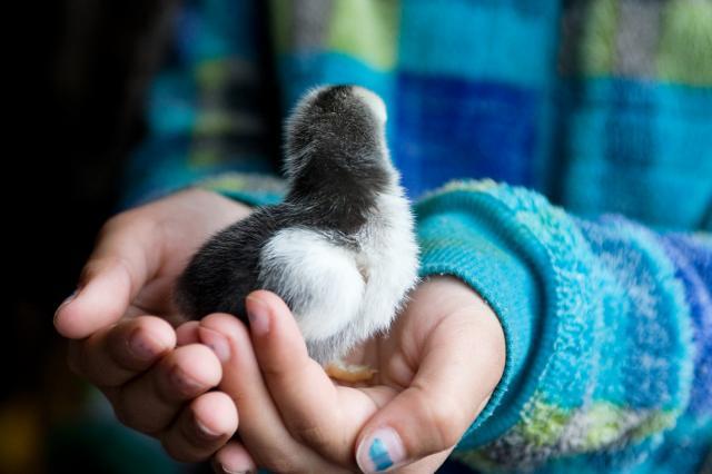 29542_babychicks4may11-1.jpg
