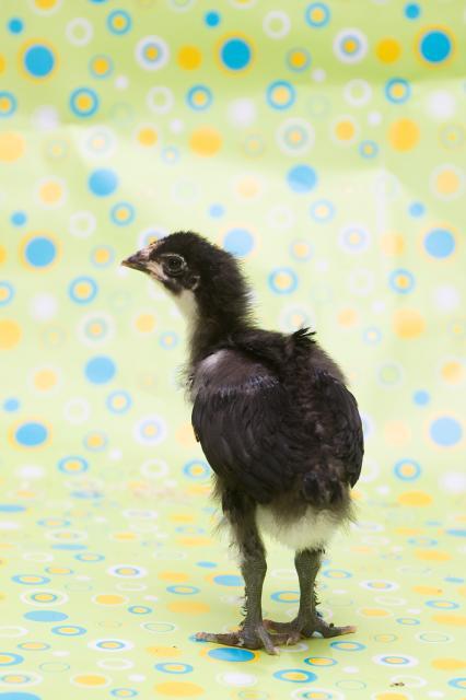 29542_babychicks4may11-15.jpg