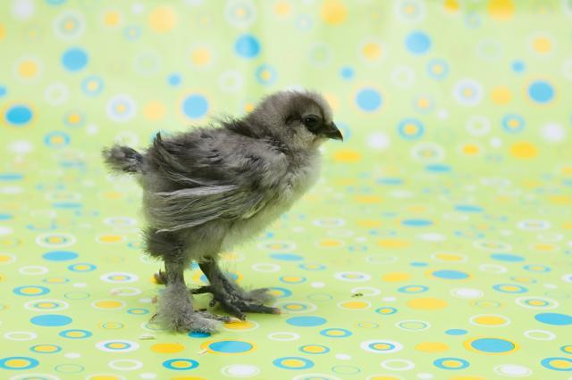 29542_babychicks4may11-9.jpg
